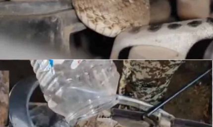युवक को चलती बाइक में जहरीले सांप ने डसा, सीट के नीचे छिपा था ‘सॉ-स्केल्ड वाइपर स्नेक’