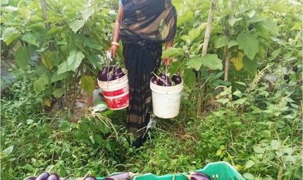 बिहान से बदली ममता की जिंदगी सब्जी की खेती से ममता बनी आत्मनिर्भर