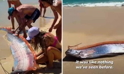 मैक्सिको के बीच पर दिखीं ‘प्रलय की मछलियां’, महिला ने कैमरे में कैद किया दुर्लभ दृश्य