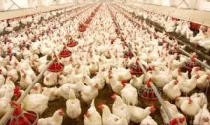 10,000 चूजों वाला एसी मुर्गी फार्म बना मिसाल, मां लक्ष्मी महिला समूह कमा रहा हर माह ₹80 हजार