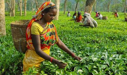 टिश्यू कल्चर लैब पर सरकार देगी 50% अनुदान, किसानों-उद्यमियों से 15 मार्च तक मांगे आवेदन