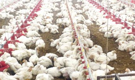 10,000 चूजों की क्षमता वाले एयर कंडीशनर मुर्गी फार्म का संचालन कर रही है माँ लक्ष्मी महिला समूह