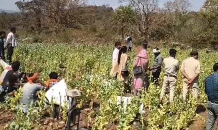 बलरामपुर के कोरंधा में मसाले की आड़ में अफीम की खेती पकड़ी गई, पौने 2 करोड़ की जब्ती