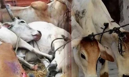 मेवात में गौ तस्करों पर सख्ती: 5 साल में 54 एनकाउंटर, अब अवैध संपत्ति जब्ती की तैयारी