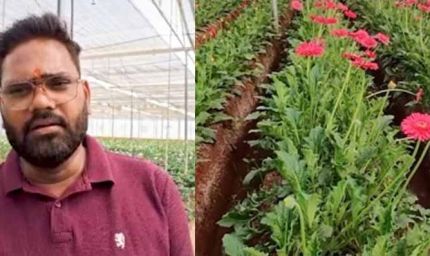 सब्सिडी से नीरज की बदली तकदीर, जरबेरा की खेती से लाखों की कमाई