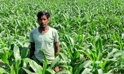 धान के बजाय मक्का से बढ़ा मुनाफा : किसान मालती मोहन बने उन्नत खेती की मिसाल किसान मालती मोहन