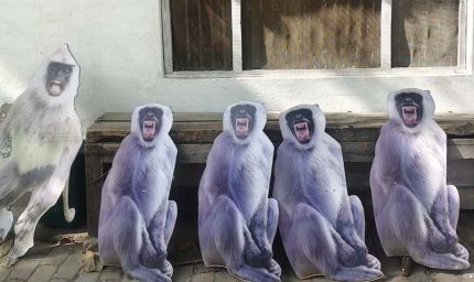 राष्ट्रपति मुर्मू का चश्मा बचाने के लिए चोर बंदरों से मुकाबला, वृंदावन में लगाए जाएंगे लंगूरों के कटआउट