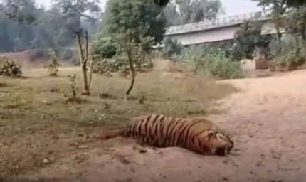 वन्यजीव हत्या का सनसनीखेज मामला: डिप्टी रेंजर पर शिकारियों से मिलीभगत का आरोप, बाघ-तेंदुए की खाल के साथ गिरफ्तार