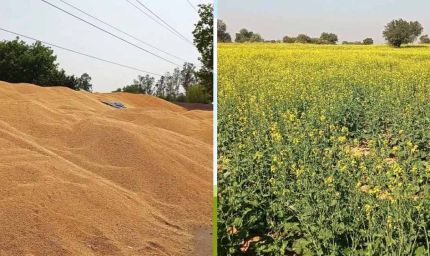 कैथल मंडियों में सरसों की आवक शुरू: 27 मार्च से MSP पर होगी खरीद