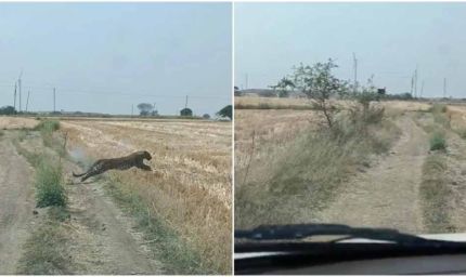 खेत में दिखा तेंदुआ, लगाई दौड़; पुलिस जवान पर झपट्टा मारकर किया घायल