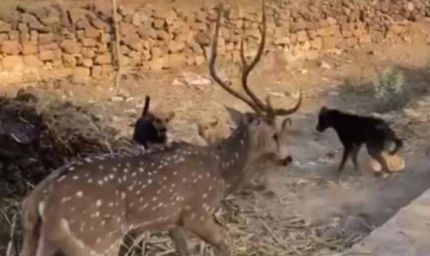 छतरपुर में बच्चों की बहादुरी, आवारा कुत्तों के जबड़े से हिरण को बचाकर जंगल में छोड़ा