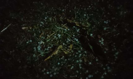 जरही में कुदरत का कहर, आंधी तूफान वा बारिश के साथ गिरे ओले