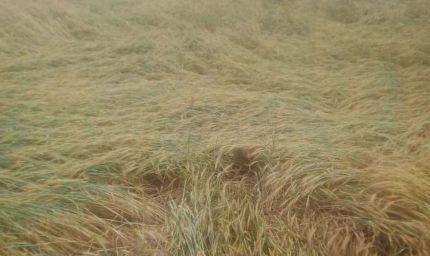 प्रदेश के 42 जिलों में तबाही, ओलावृष्टि-बारिश से फसलें बर्बाद, 14 जिलों में आज भी खतरा