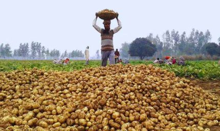 हरियाणा में आलू की बंपर पैदावार: किसानों के लिए भावांतर भरपाई योजना बनी सहारा
