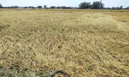 पंजाब में मौसम साफ, लेकिन खतरा बरकरार: हल्की बारिश से गेहूं को फायदा भी, सड़ने का डर भी