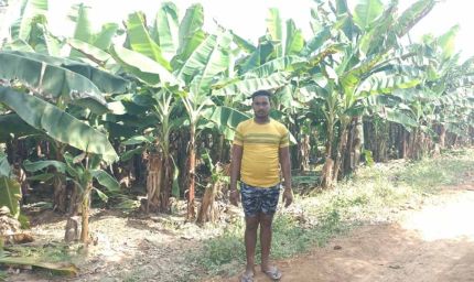 केला उत्पादन से बढ़ी आमदनी, उद्यानिकी खेती से मिला नया सहारा