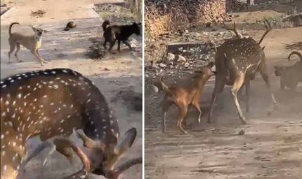 अंबिकापुर में दर्दनाक घटना: आवारा कुत्तों के हमले में 15 हिरणों की मौत, 4 कर्मचारी सस्पेंड