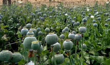 रायगढ़ में फिर मिली अफीम की फसल, दो किसान गिरफ्तार, इस महीने अवैध खेती का 5वां मामला