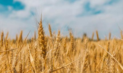 30 मार्च से प्रारम्भ होगी गेहूं खरीद, सीएम योगी ने तय किया 50 लाख मीट्रिक टन खरीद का लक्ष्य