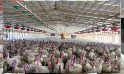 पोल्ट्री फार्म में 5000 से अधिक मुर्गियों की संदिग्ध मौत, बर्ड फ्लू की आशंका, पशु चिकित्सा विभाग में हड़कंप