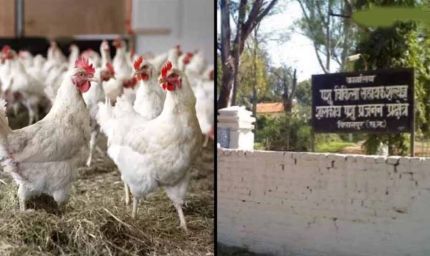 बिलासपुर में बर्ड फ्लू का कहर: 4400 मुर्गियों की मौत, 10 किमी दायरे में अलर्ट जारी