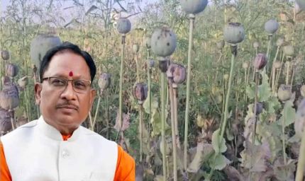 अफीम खेती पर CM साय का सख्त ऐक्शन प्लान, बोले- नक्सलियों और रसूखदारों को नहीं मिलेगी राहत