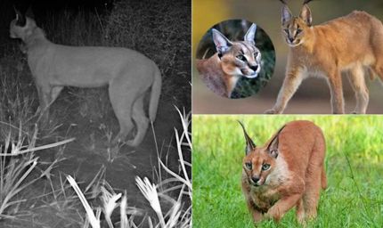 भारत-पाक सीमा पर दिखा दुर्लभ कैराकल, जैसलमेर में संरक्षण की नई उम्मीद