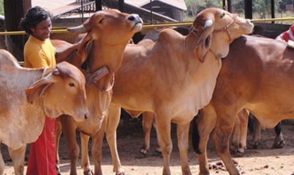 गोशालाएं बनेंगी अर्थव्यवस्था का ग्रोथ इंजन