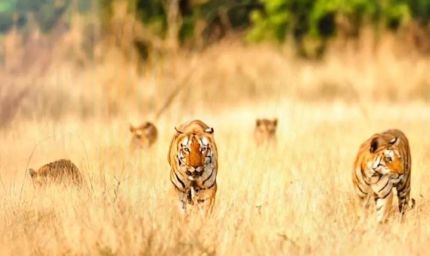 खिवनी अभयारण्य में दुर्लभ दृश्य: सड़क पर दिखा बाघ परिवार, 20 मिनट तक थमी रही टूरिस्ट की सांसें