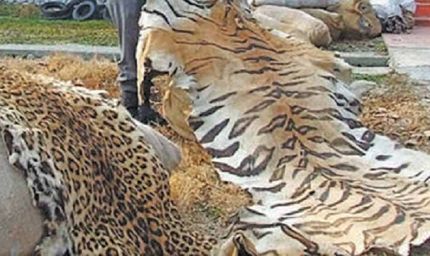 प्रतिबंधित वन्य-जीवों की अवैध बिक्री एवं पालन पर होगी सख्त कार्रवाई