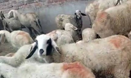 कुरुक्षेत्र में कुत्तों का आतंक: झुंड ने भेड़ों पर हमला कर 50 से ज्यादा को मार डाला