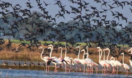 पंजाब में पिछले साल की बाढ़ ने बदल दिए पर्यावरणीय संकेत, वेटलैंड्स में पक्षियों की संख्या घटी, प्रजातियां बढ़ी