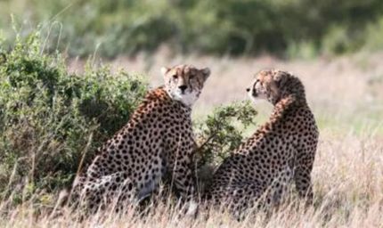 कोटा के सुल्तानपुर में दिखा कूनो का शावक KP-2 और मचा हड़कंप