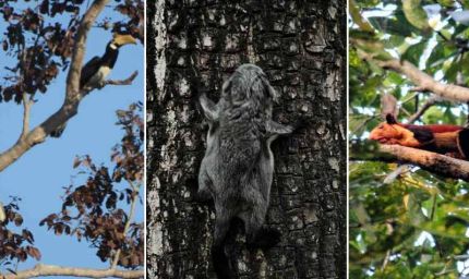 उदंती टाइगर रिजर्व में दुर्लभ वन्यजीवों की झलक, AI और पारंपरिक ज्ञान से मिली बड़ी सफलता