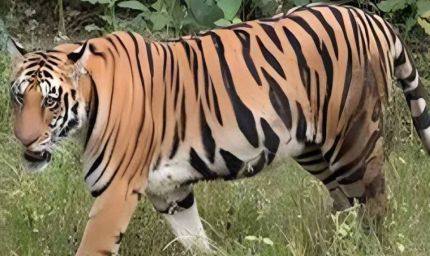 टाइगर कॉरिडोर पर जोर, बढ़ती संख्या के बीच बाघों की शिफ्टिंग की तैयारी तेज