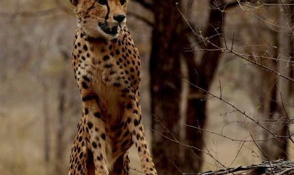 कूनो में जन्मी चीता ‘मुखी’ का तीसरा जन्म-दिन गौरव का क्षण : मुख्यमंत्री डॉ. यादव