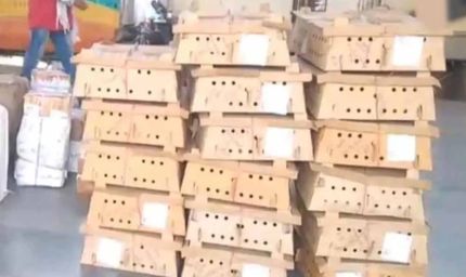 बर्ड फ्लू के डर के बीच बिलासपुर स्टेशन पर चूजों की खेप पहुंची, मचा हड़कंप