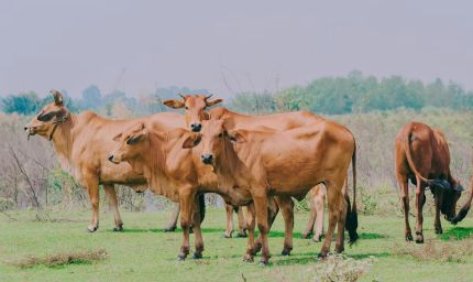 गुरुग्राम-नूंह सीमा पर बनेगा हरियाणा का पहला 'गौ अभ्यारण्य', 100 एकड़ में 10 हजार पशुओं को मिलेगा आश्रय