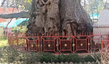 5 हजार साल पुराने पारिजात वृक्ष पर संकट: यूपी में ‘देव वृक्ष’ बीमार, इलाज में जुटे वैज्ञानिक