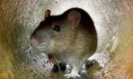 बिहार में 'रेटॉल पेस्ट' पर लगा पूर्ण प्रतिबंध, ऑनलाइन और ऑफलाइन बिक्री पर रोक, आदेश जारी