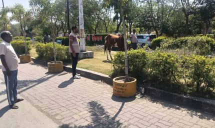 पार्क में ‘घोड़े की मौज’: तीन दिन से घास चर रहा था, नगर पालिका ने किया ‘गिरफ्तार’