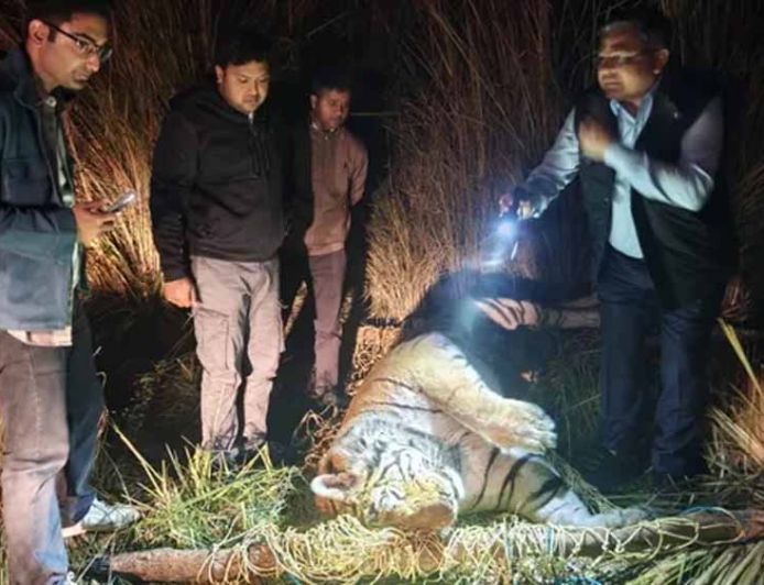आठ दिन से भूखा था ‘जंगल का राजा’, पीलीभीत में बाघ की दर्दनाक मौत