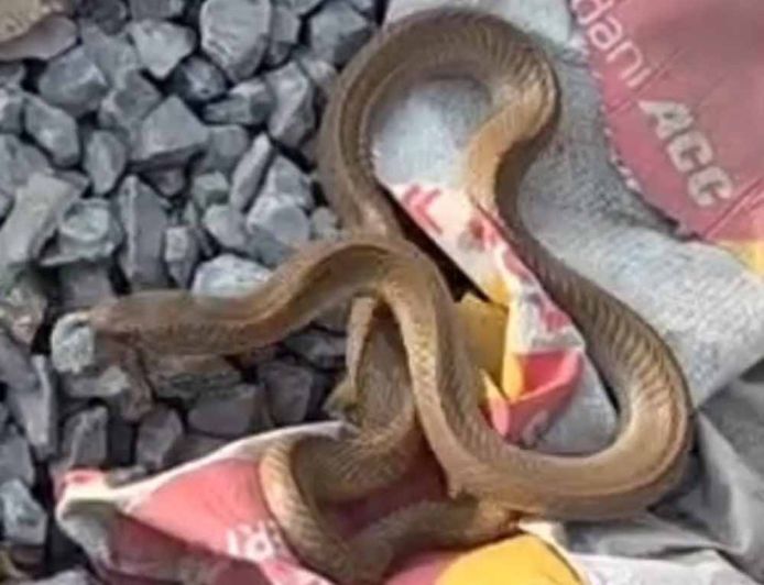 कोरबा में निर्माणाधीन मकान से निकला कोबरा, इलाके में मची अफरा-तफरी