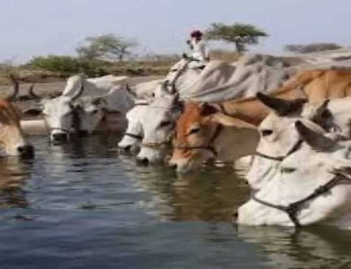 ‘गो संरक्षण मिशन’ में शामिल होंगी ग्रामीण महिलाएं और किसान उत्पादक संगठन