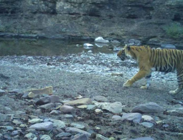 रणथंभौर नेशनल पार्क में मादा बाघिन T-94 मृत मिली, पोस्टमार्टम से खुलेगा मौत का राज