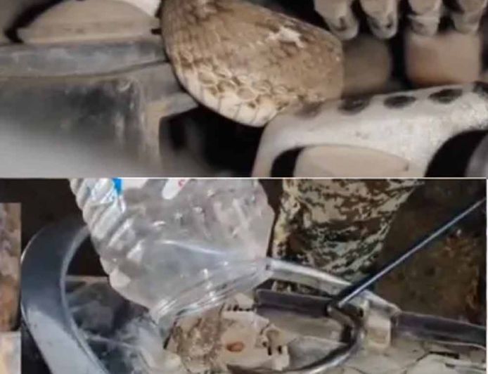 युवक को चलती बाइक में जहरीले सांप ने डसा, सीट के नीचे छिपा था ‘सॉ-स्केल्ड वाइपर स्नेक’