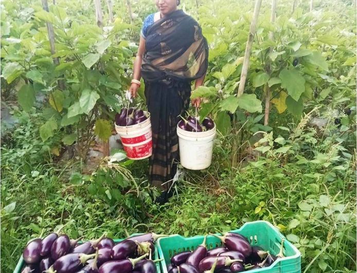 बिहान से बदली ममता की जिंदगी सब्जी की खेती से ममता बनी आत्मनिर्भर