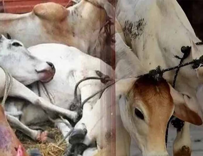 मेवात में गौ तस्करों पर सख्ती: 5 साल में 54 एनकाउंटर, अब अवैध संपत्ति जब्ती की तैयारी