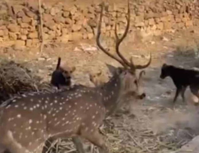 छतरपुर में बच्चों की बहादुरी, आवारा कुत्तों के जबड़े से हिरण को बचाकर जंगल में छोड़ा