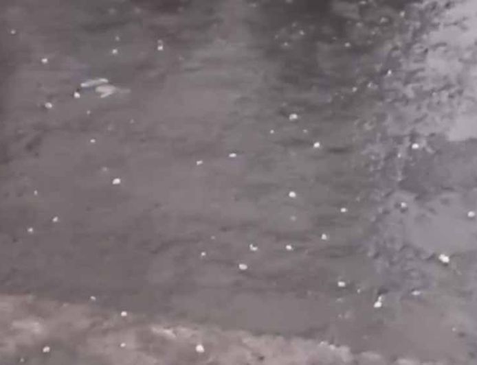 बदनावर में कुदरत का कहर: मक्का के दानों जैसे गिरे ओले, आधे घंटे में हजारों बीघा फसल बर्बाद